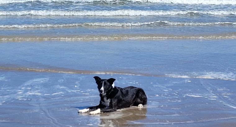 Border Collie 2 years old