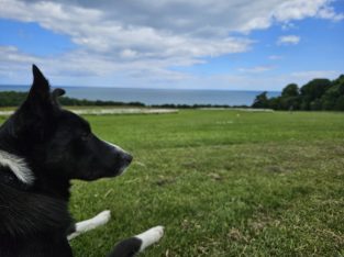 Border Collie 2 years old