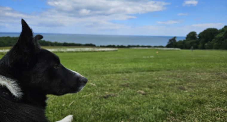 Border Collie 2 years old