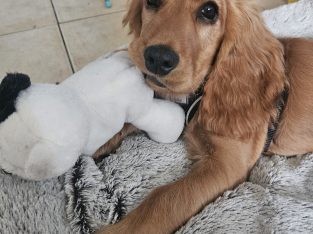 Lovable Cocker spaniel