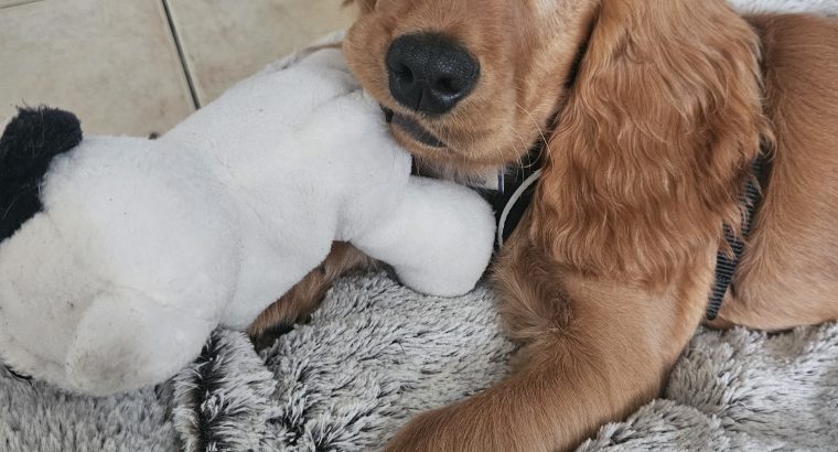 Lovable Cocker spaniel