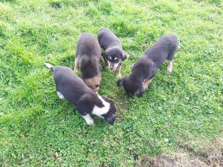 12 week old Pups For Sale