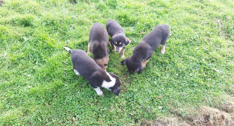 12 week old Pups For Sale