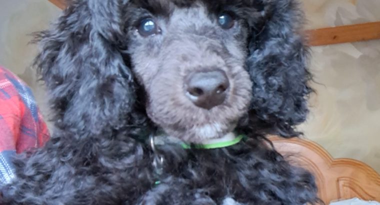 TOY POODLES FOR SALE