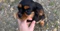 Cavalier King Charles pups