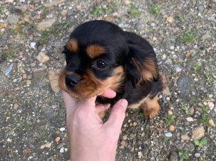 Cavalier King Charles pups