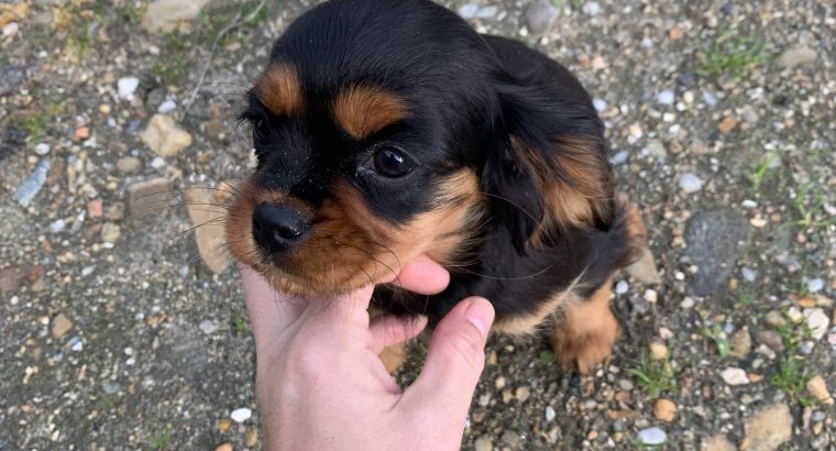 Cavalier King Charles pups