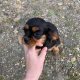 Cavalier King Charles pups