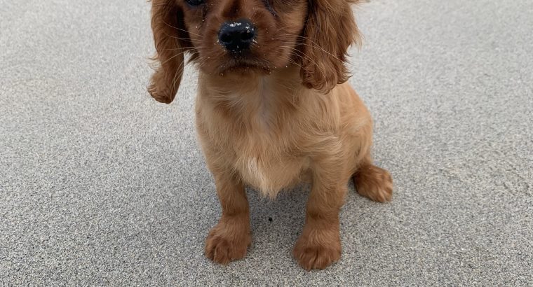 Cavalier King Charles pups