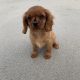 Cavalier King Charles pups