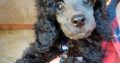 TOY POODLES FOR SALE