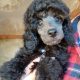 TOY POODLES FOR SALE