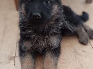 Female German shepherd