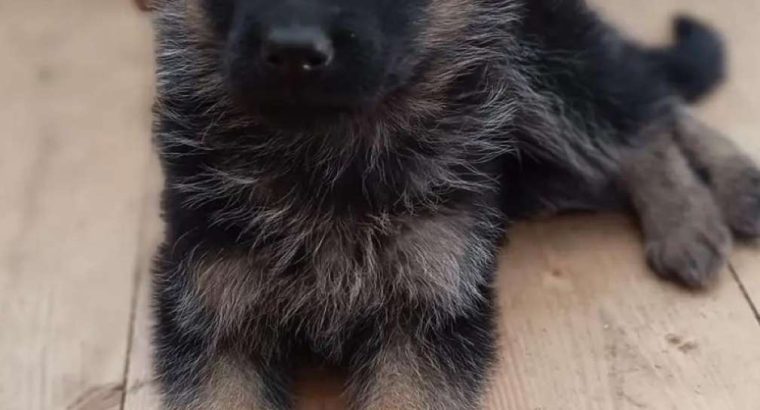 Female German shepherd