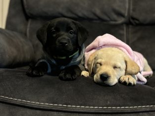 Labradors