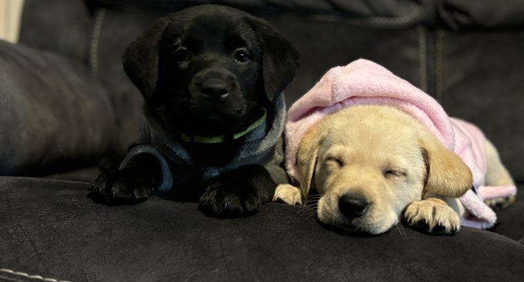 Labradors