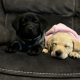 Labradors