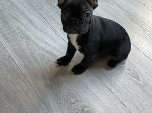 French bulldog