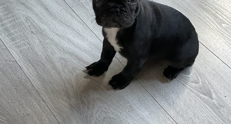 French bulldog