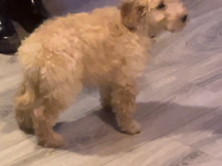 Cockapoo pup for sale