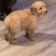 Cockapoo pup for sale