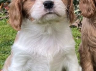 Charles spaniel