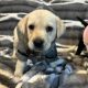 Labradors