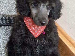 TOY POODLES FOR SALE