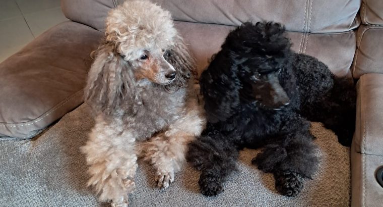 TOY POODLES FOR SALE