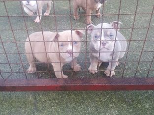 American Bullys