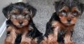 Yorkshire terrier pup for sale in is