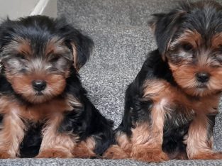 Yorkshire terrier pup for sale in is