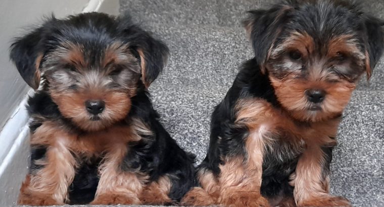 Yorkshire terrier pup for sale in is