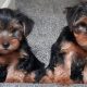 Yorkshire terrier pup for sale in is