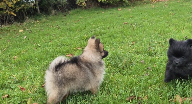 2 female Pomeranian puppies