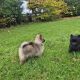 2 female Pomeranian puppies