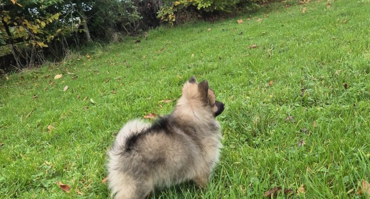 2 female Pomeranian puppies