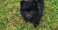 2 female Pomeranian puppies