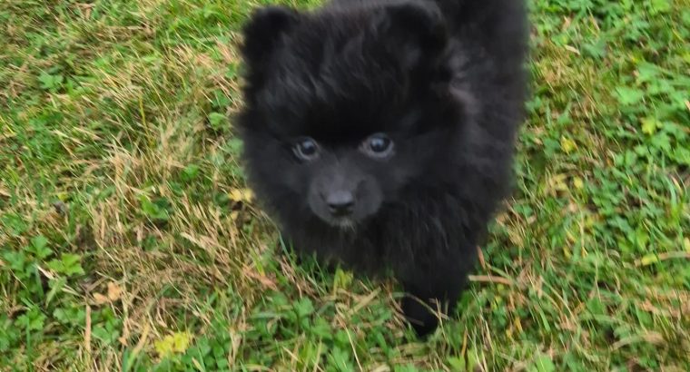 2 female Pomeranian puppies