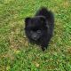 2 female Pomeranian puppies