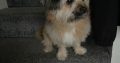 Small dog to be re homed