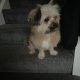 Small dog to be re homed