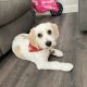 Cavachon – For Sale!!!