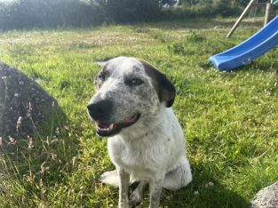 4 yr old male collie for rehoming