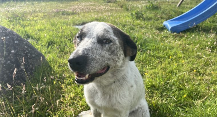 4 yr old male collie for rehoming