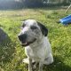 4 yr old male collie for rehoming