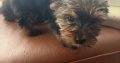 Yorkshire terrier pup for sale