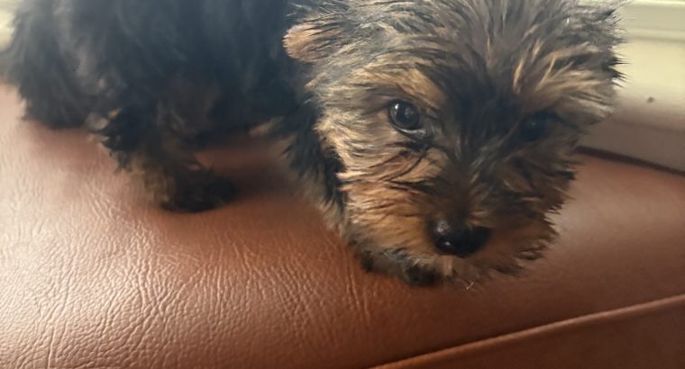 Yorkshire terrier pup for sale