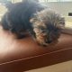 Yorkshire terrier pup for sale