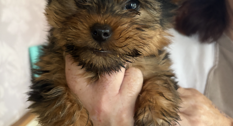 Yorkshire terrier pup for sale